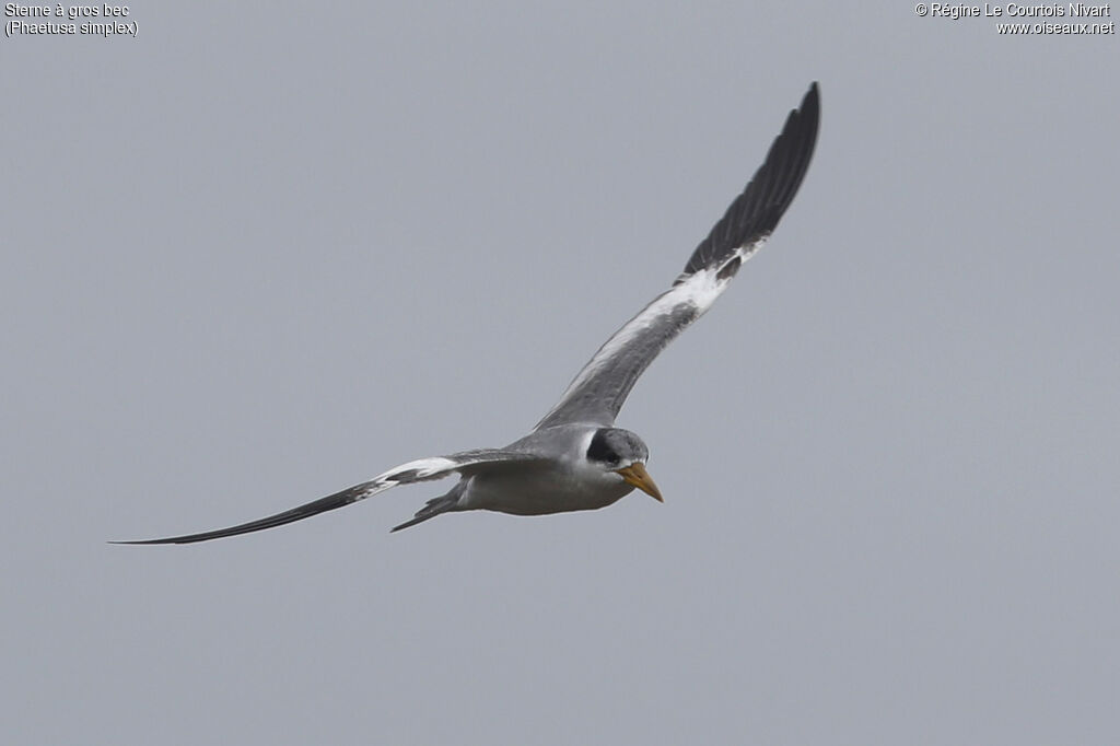 Sterne à gros bec, Vol