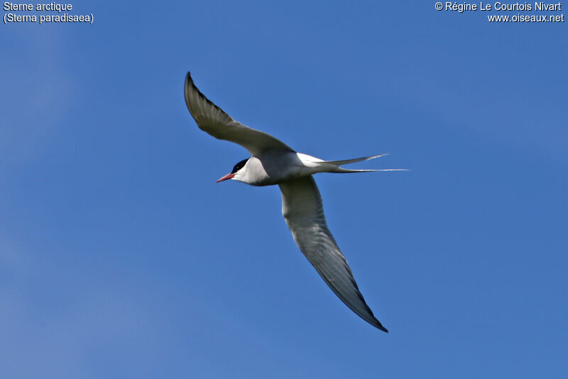 Arctic Tern