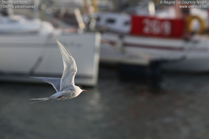 Arctic Tern