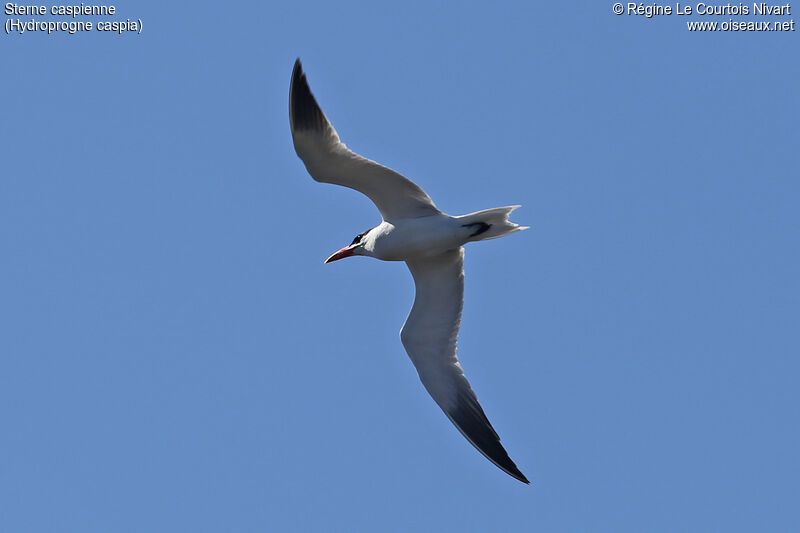 Caspian Tern