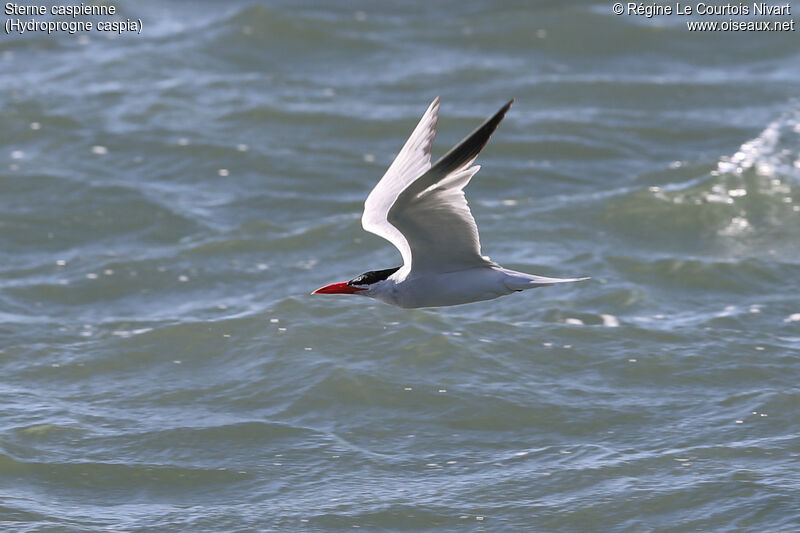 Caspian Tern