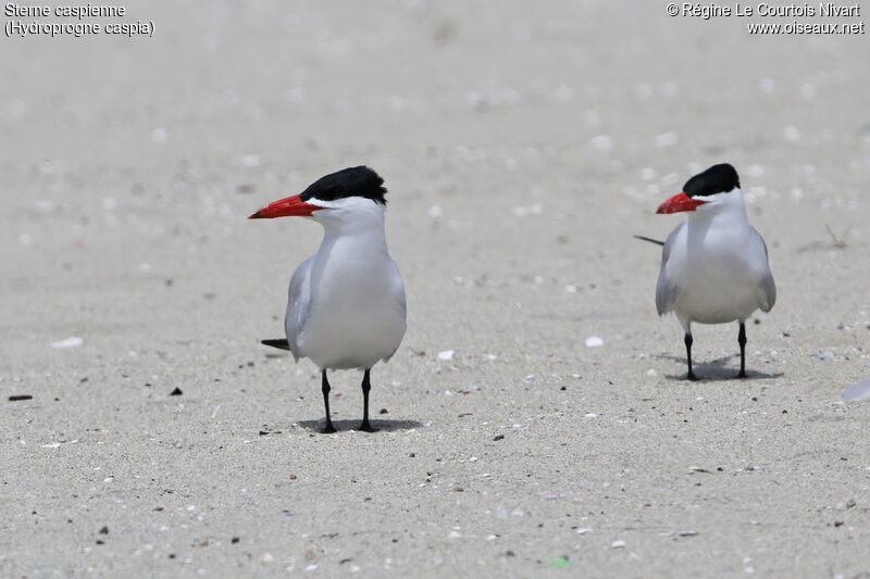 Caspian Tern