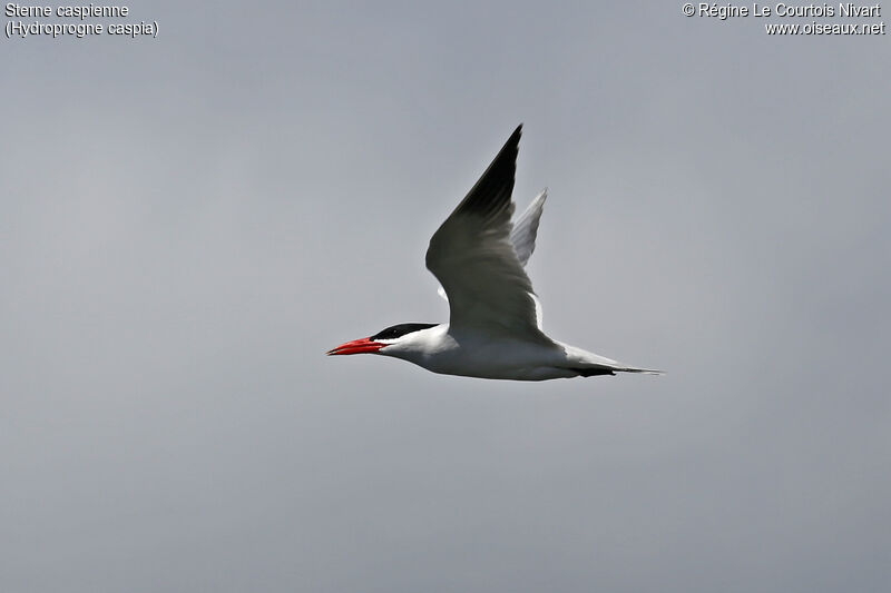 Caspian Tern