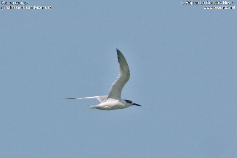 Sandwich Tern