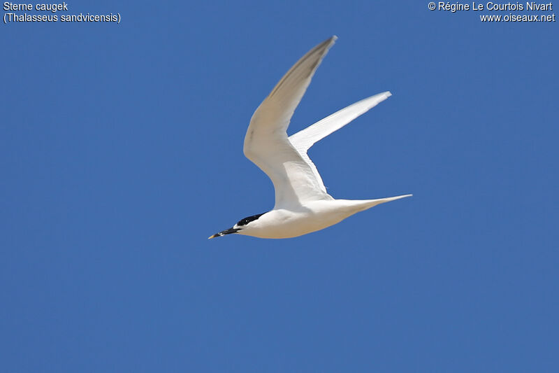 Sandwich Tern