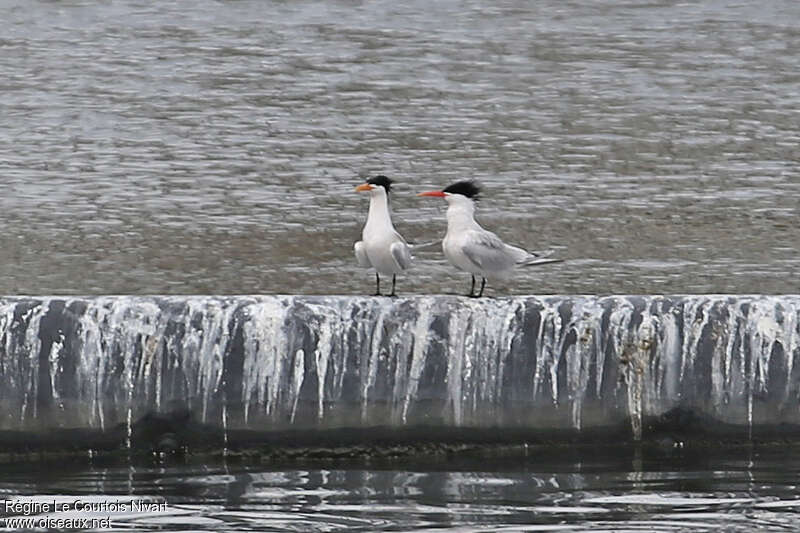 Elegant Ternadult breeding, identification