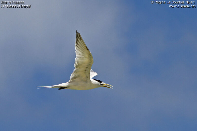 Greater Crested Tern