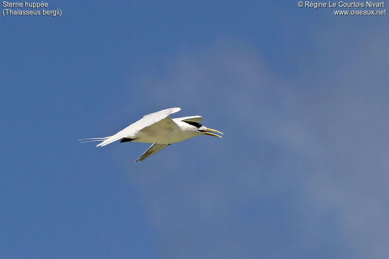 Greater Crested Tern