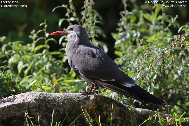 Inca Ternimmature