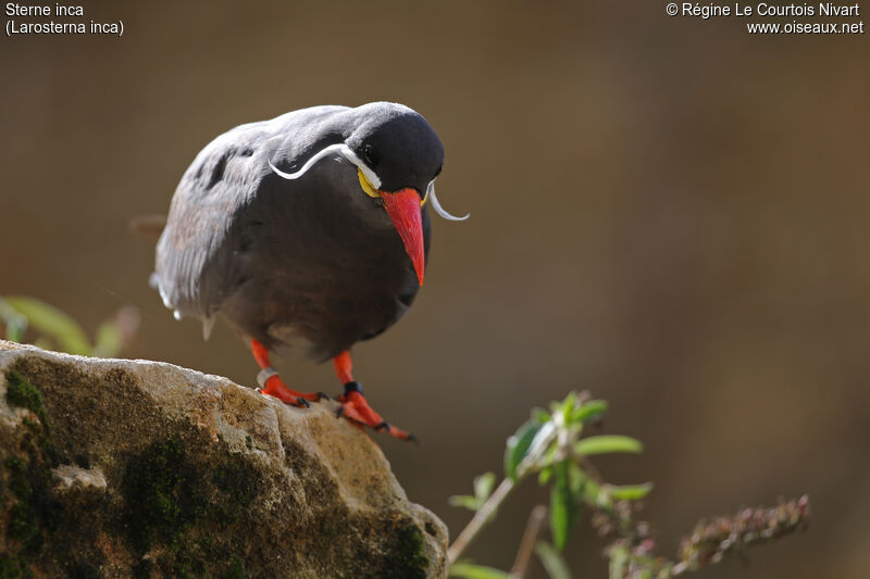 Inca Tern