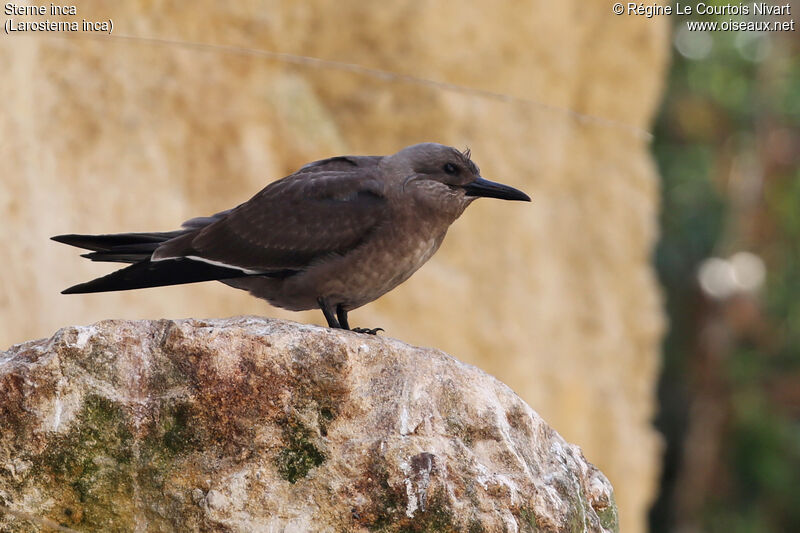 Inca Ternjuvenile