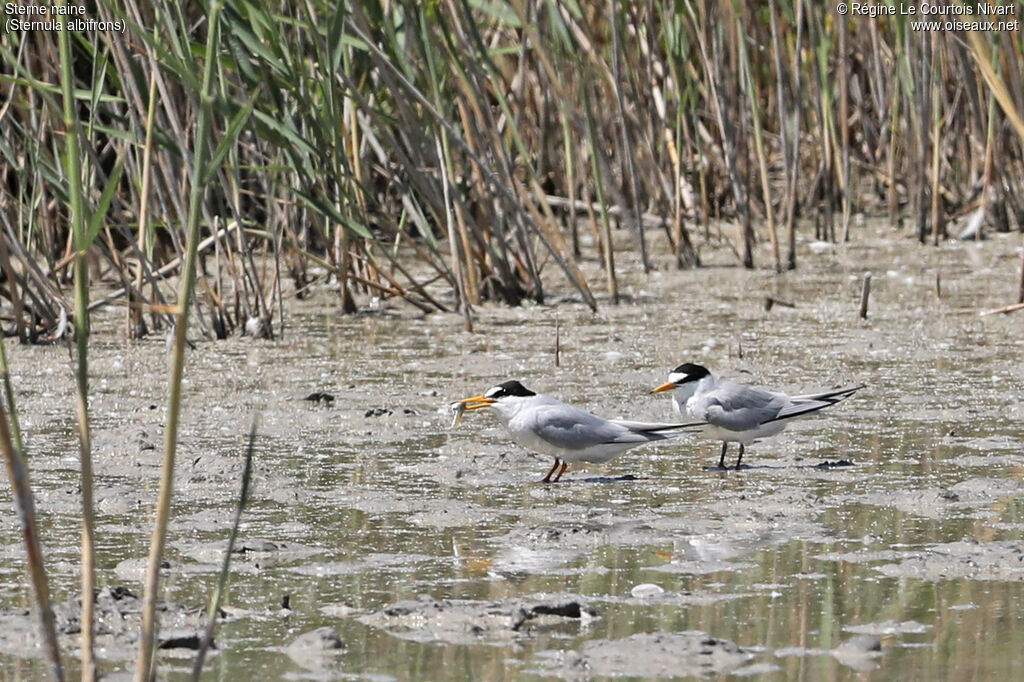 Little Tern