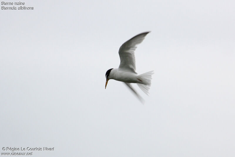 Little Tern