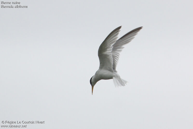 Little Tern