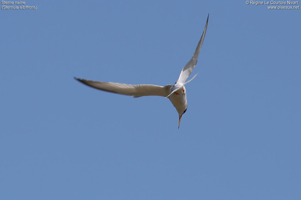 Little Tern