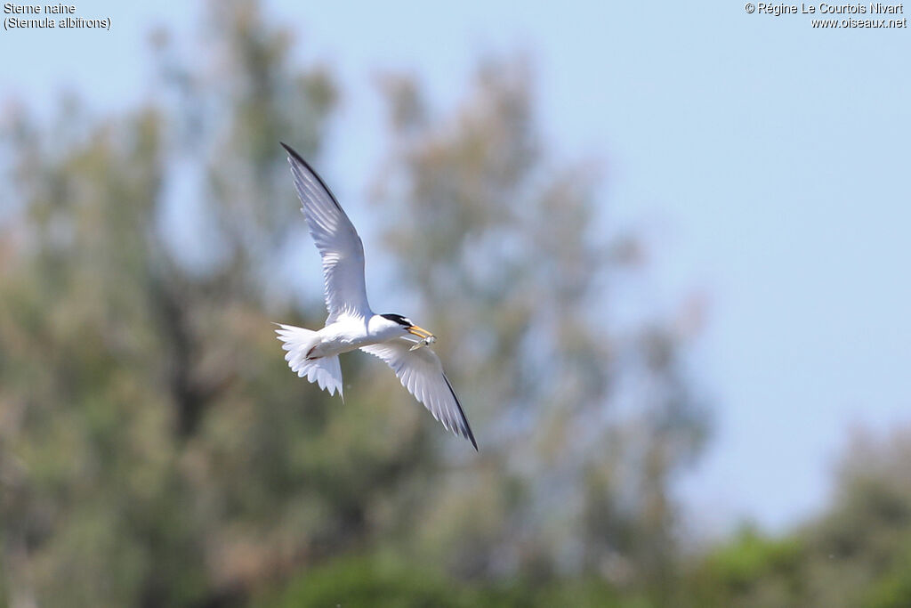 Little Tern, fishing/hunting