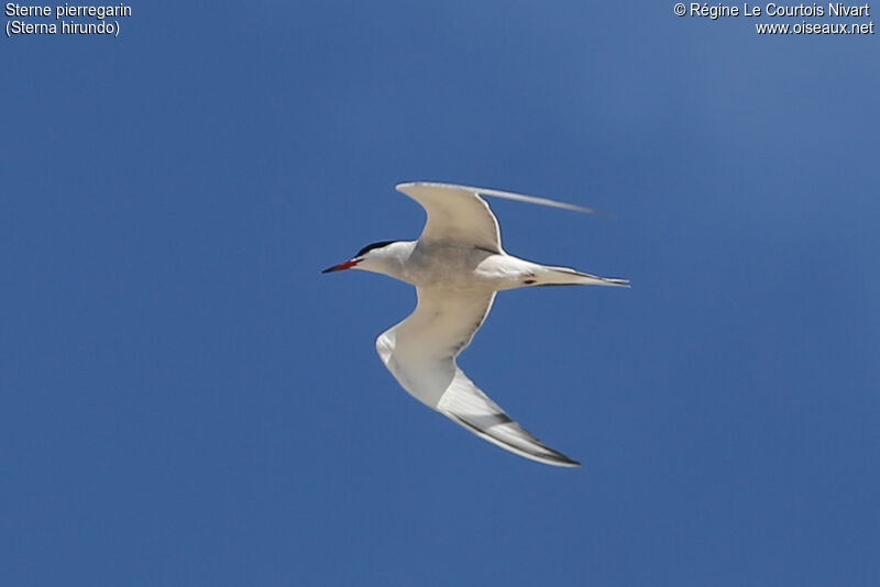 Common Tern