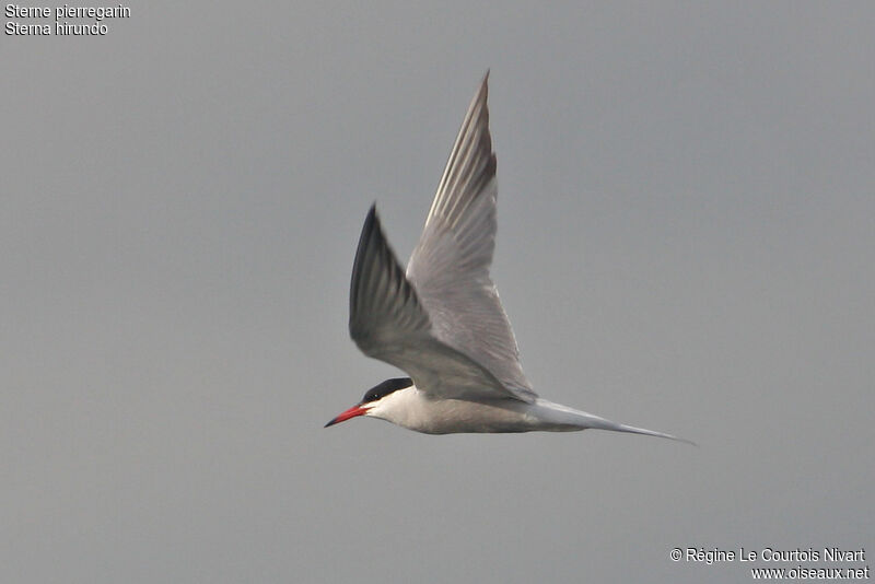 Common Tern