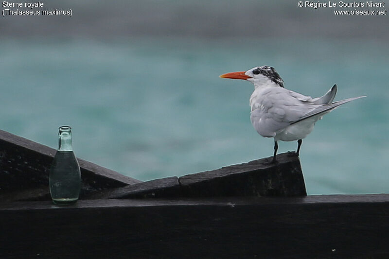 Royal Tern