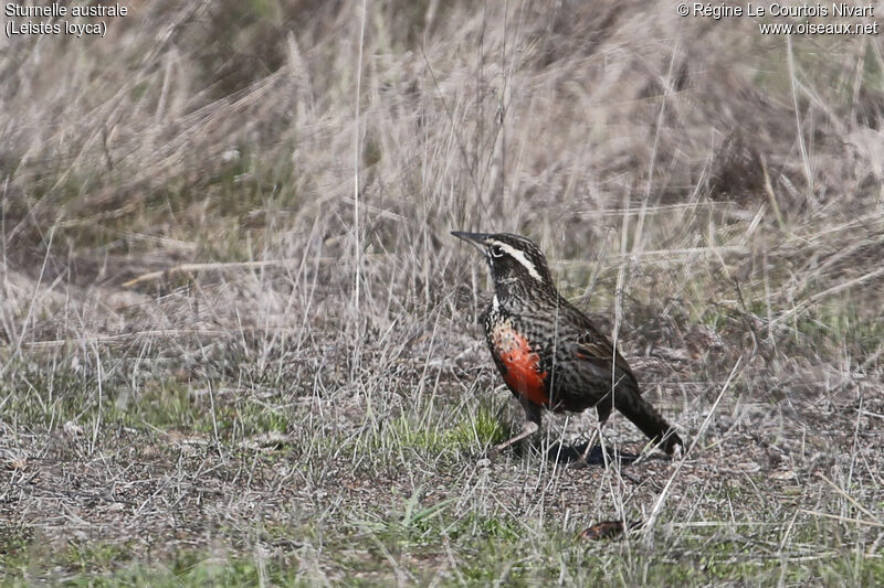 Long-tailed Meadowlark