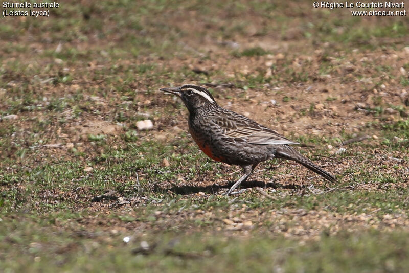 Long-tailed Meadowlark