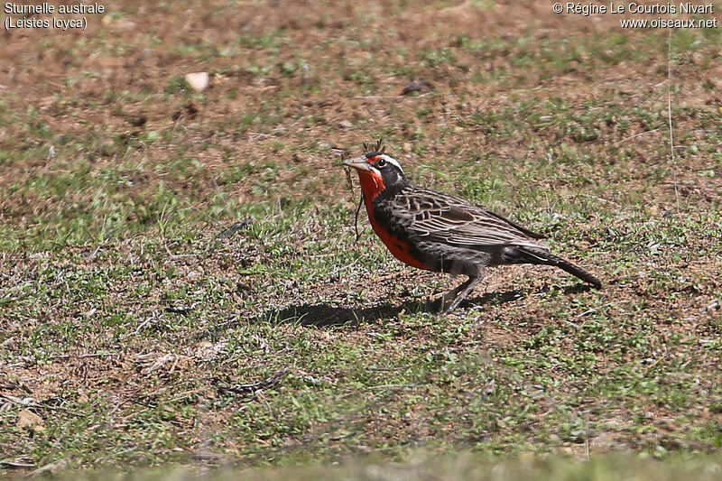 Long-tailed Meadowlark