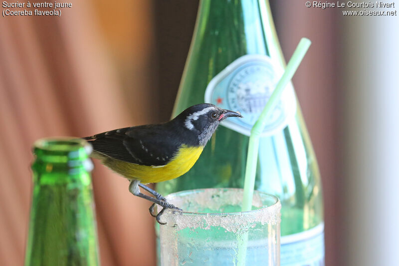 Bananaquit