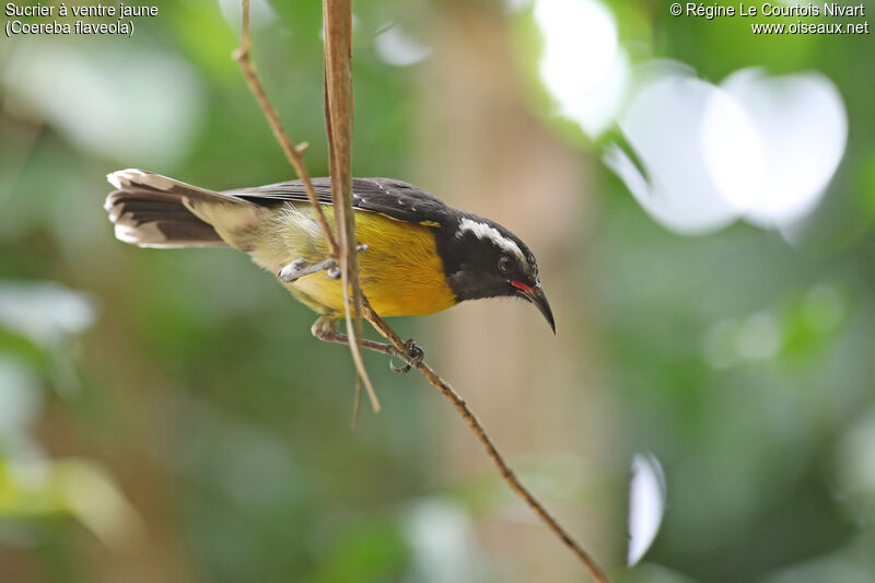 Bananaquit