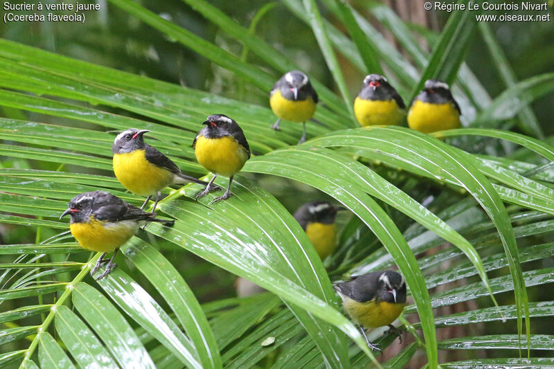 Bananaquit