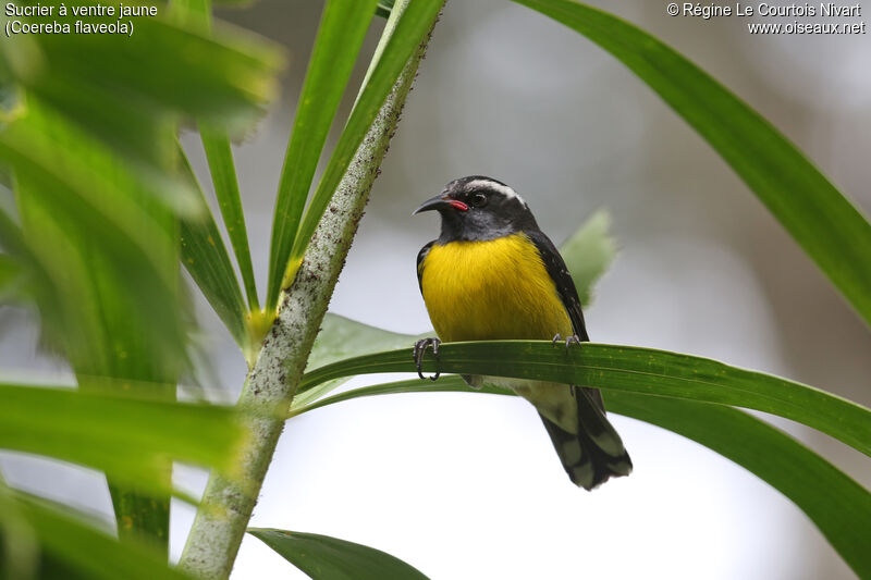 Bananaquit