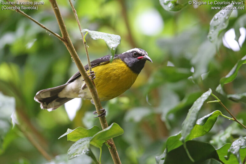 Bananaquit