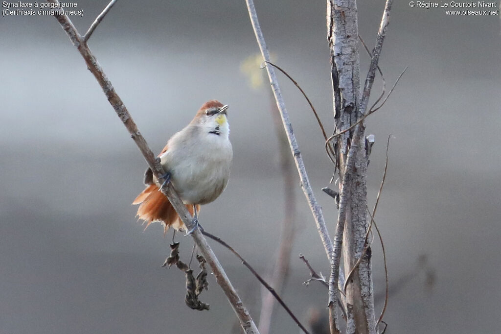 Yellow-chinned Spinetail