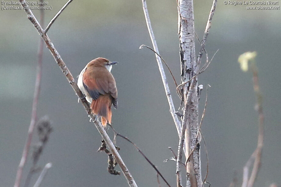 Yellow-chinned Spinetail