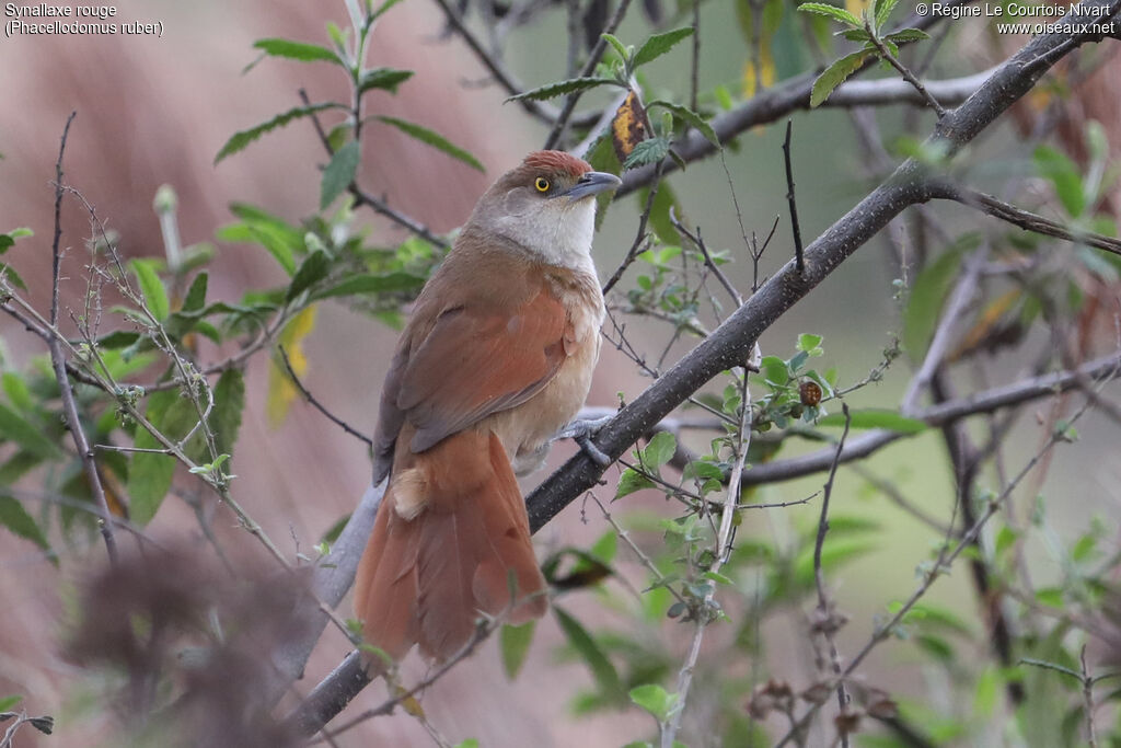 Synallaxe rouge