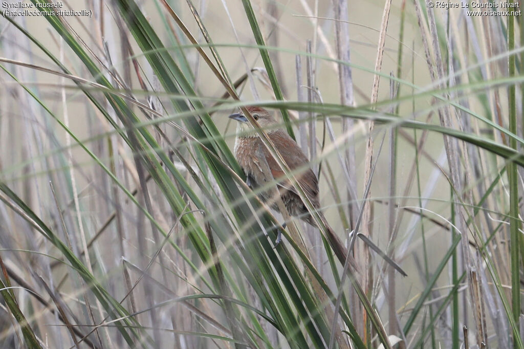 Synallaxe rousselé, habitat