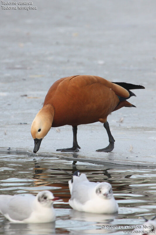 Ruddy Shelduck male