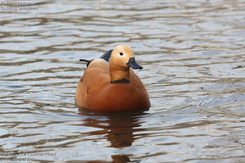 Ruddy Shelduck male