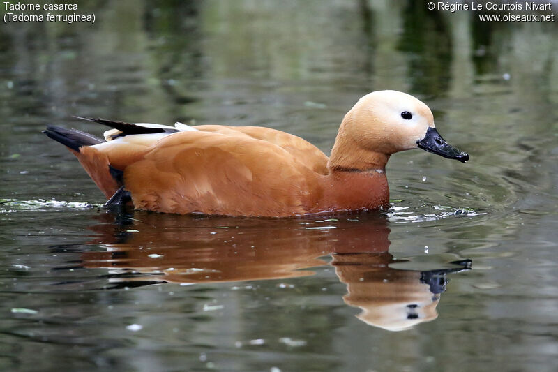 Ruddy Shelduck male