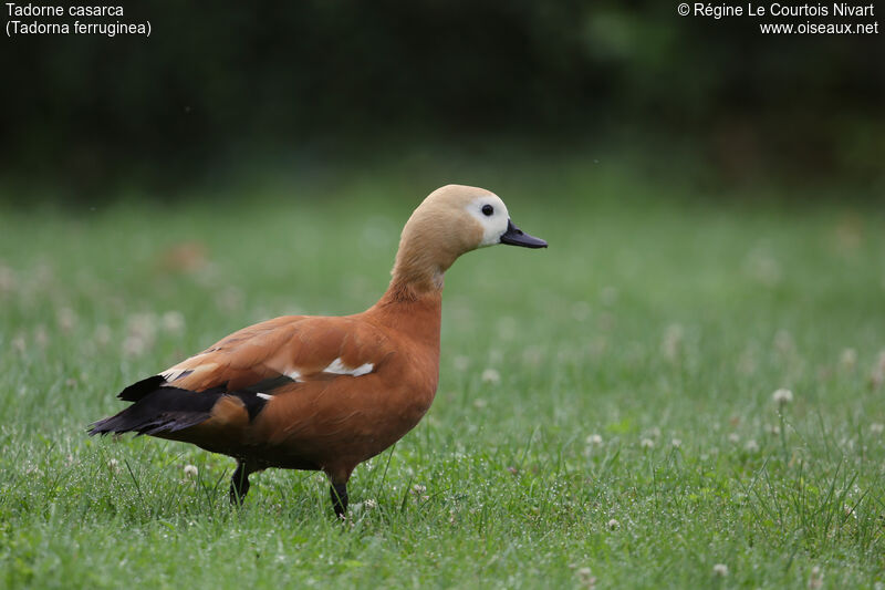 Ruddy Shelduck female