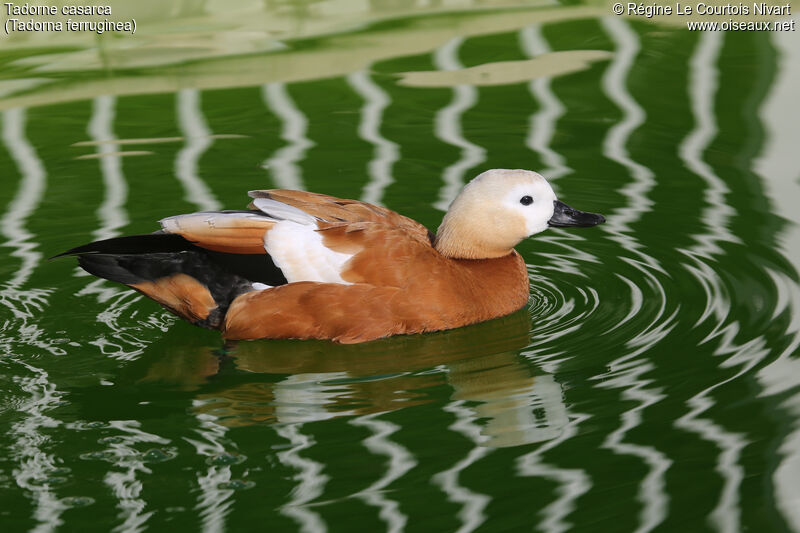 Ruddy Shelduck female