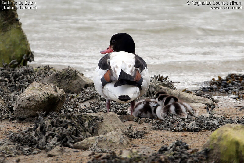 Common Shelduck