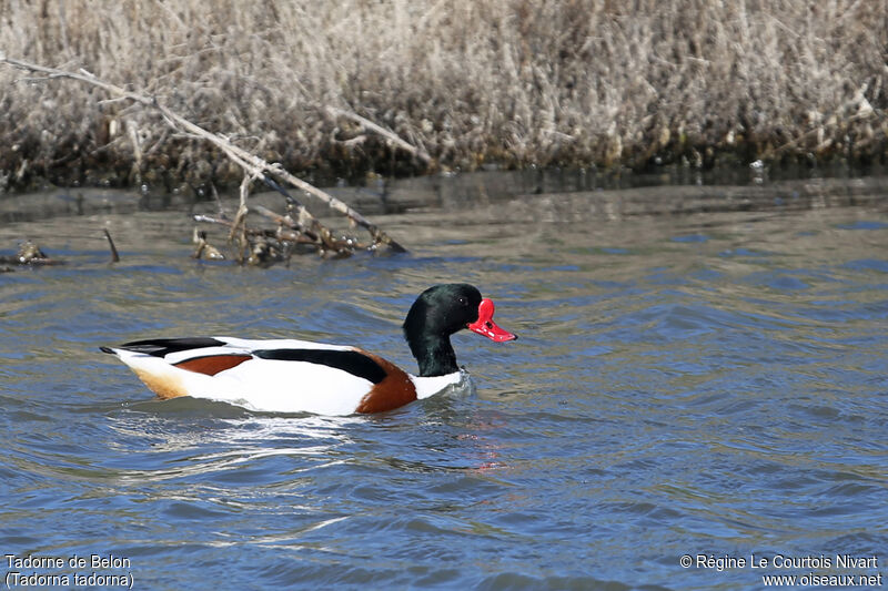 Common Shelduck