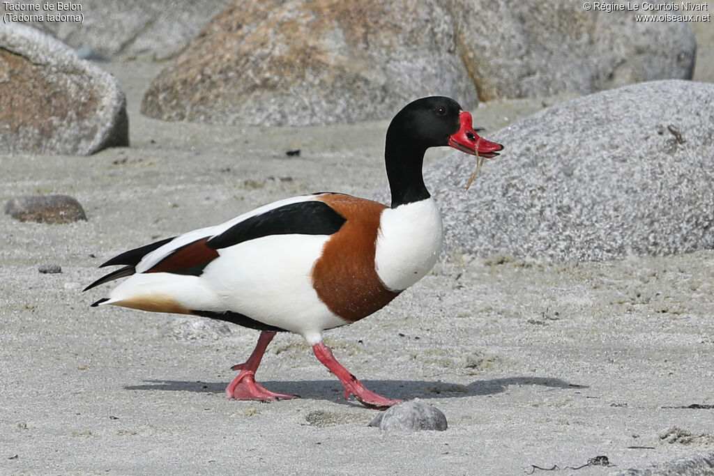 Common Shelduck