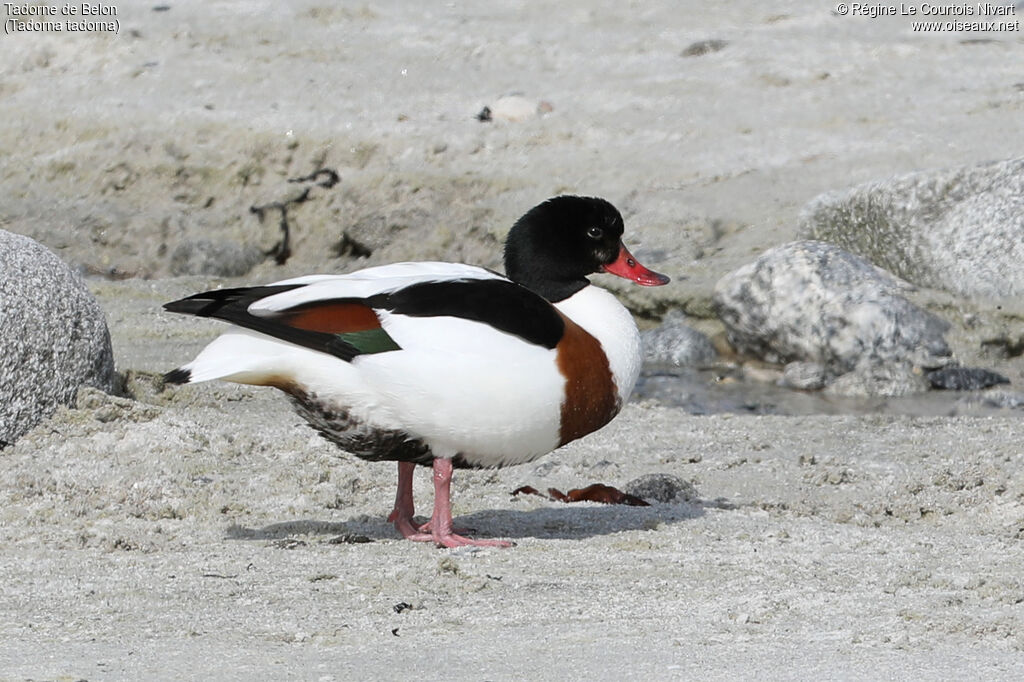 Common Shelduck