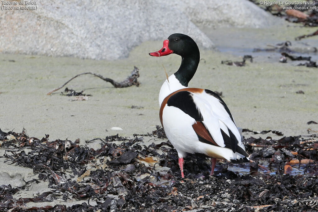 Common Shelduck