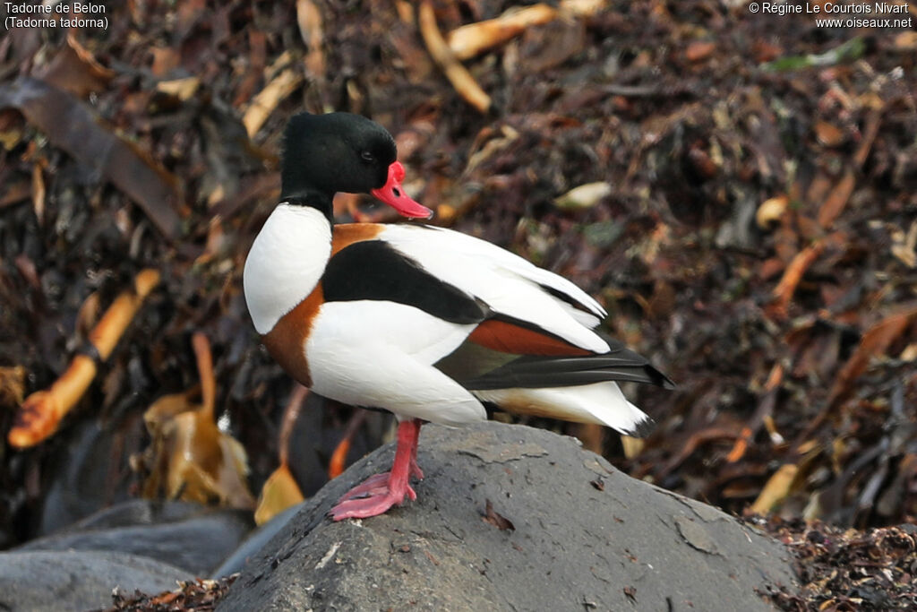 Common Shelduck