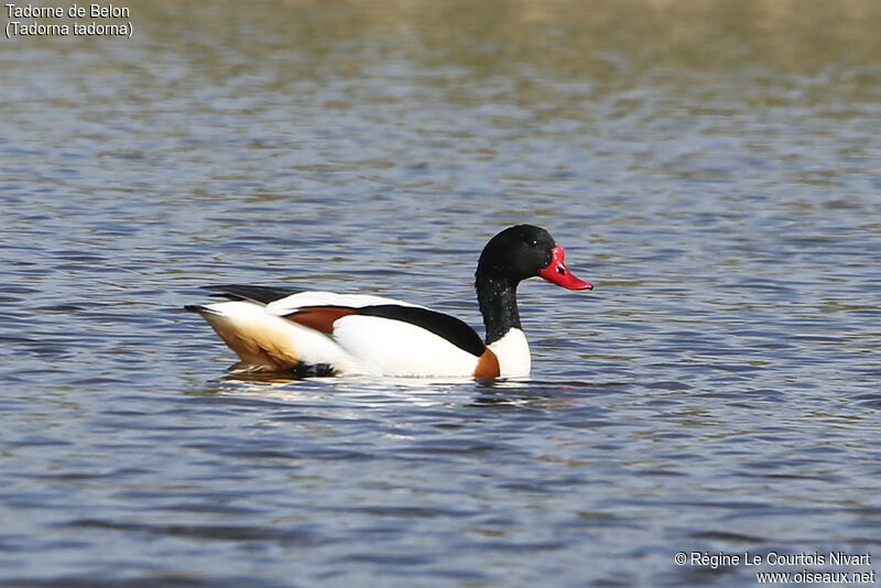 Common Shelduck male