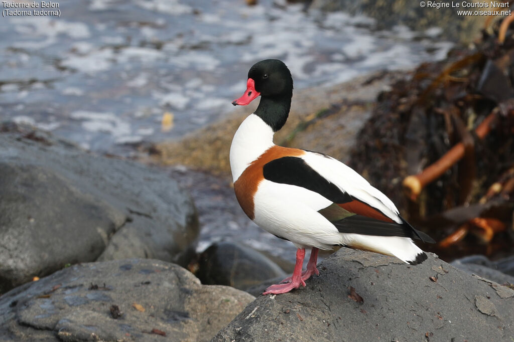 Common Shelduck