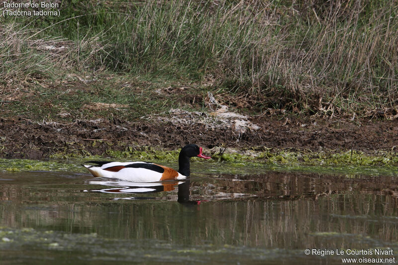 Common Shelduck