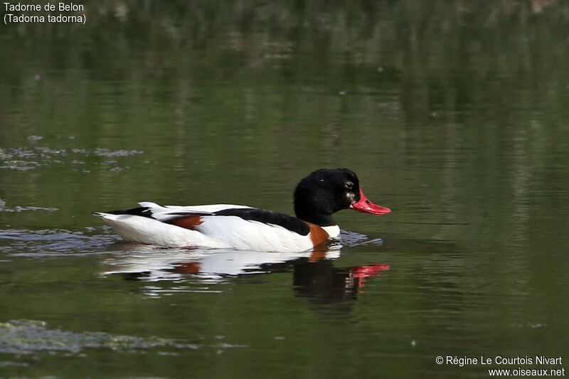 Common Shelduck female